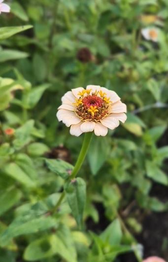 Zinnia Little Flower Girl