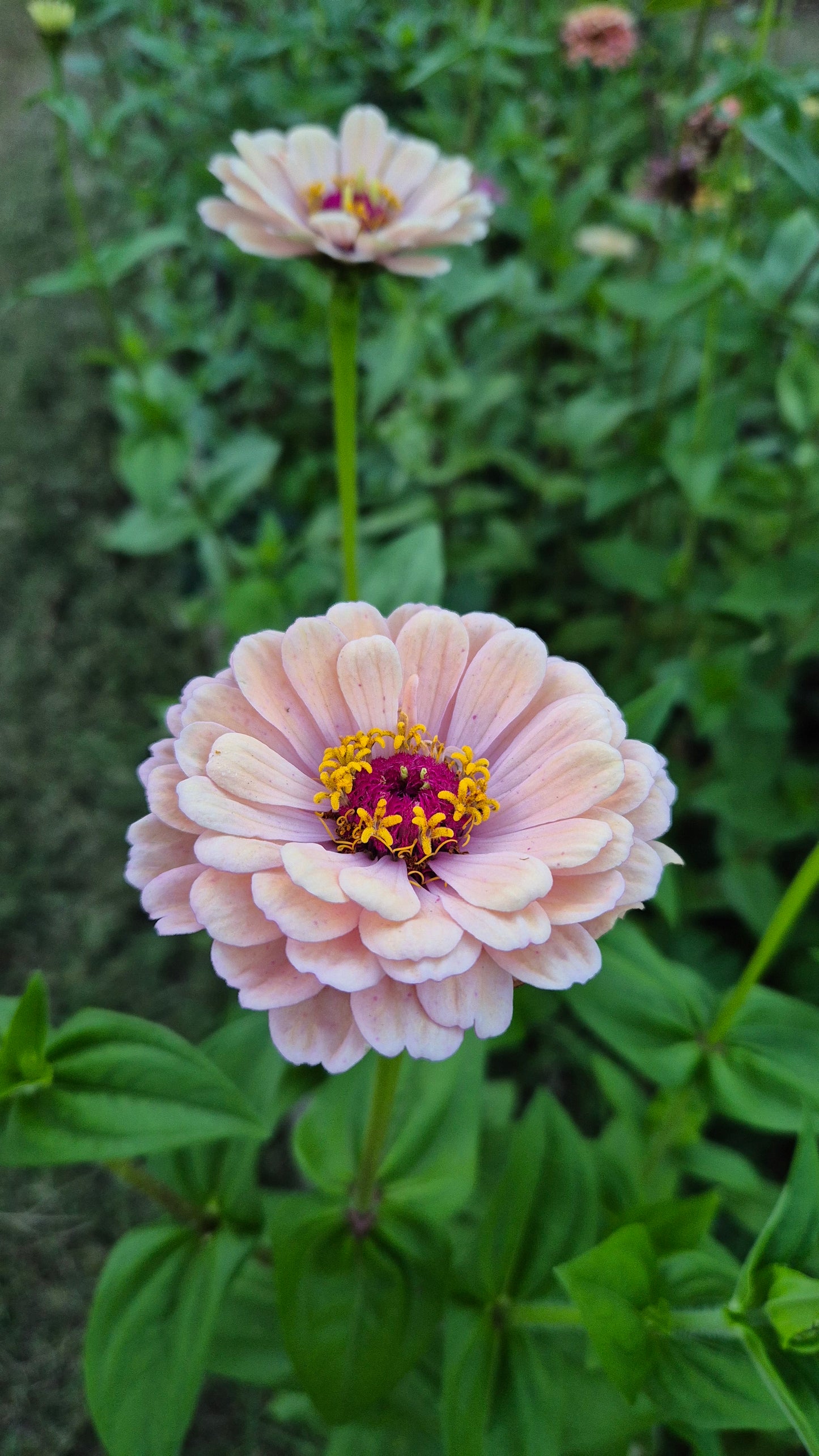 Zinnia Large flowered