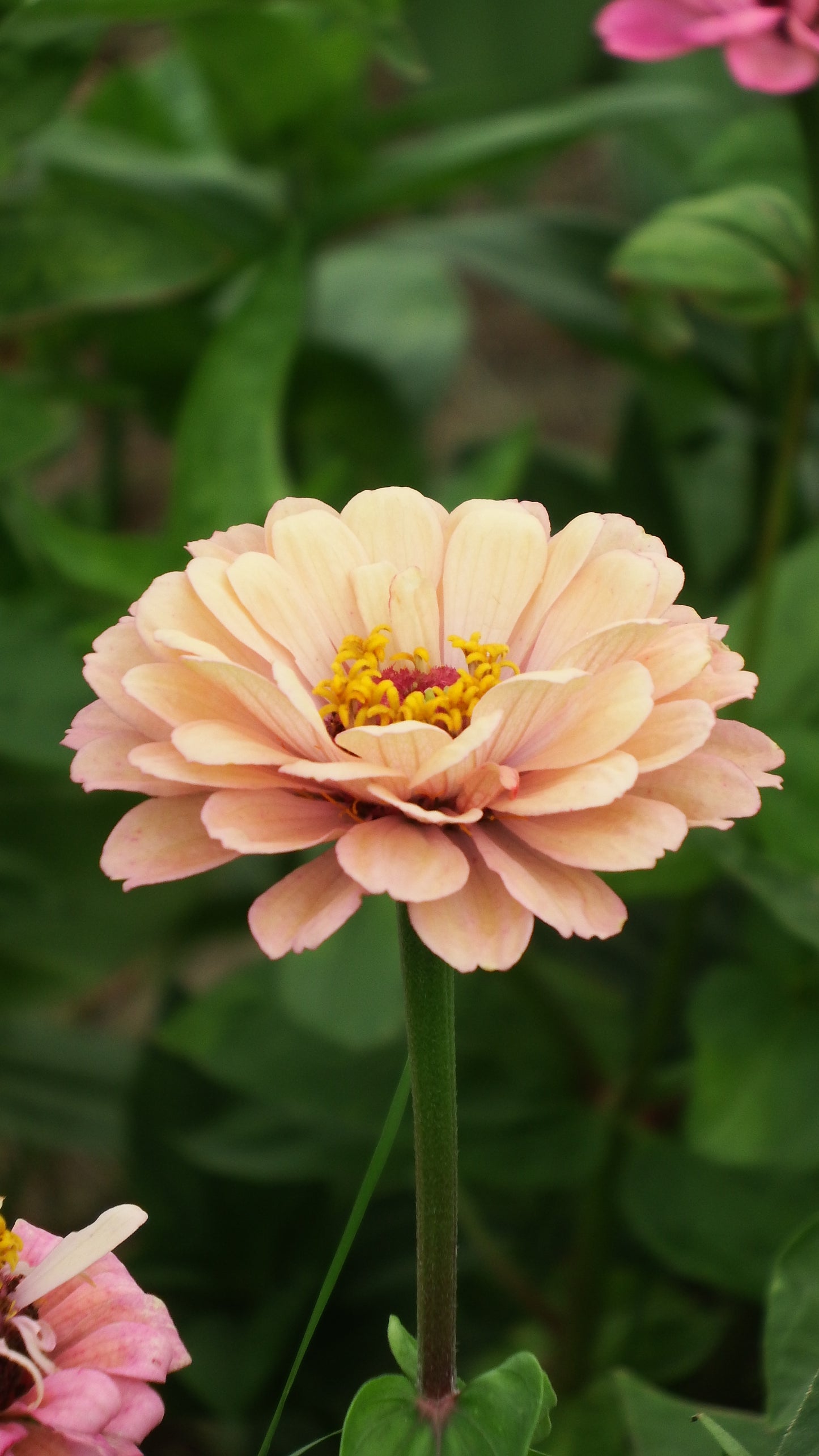 Zinnia Large flowered