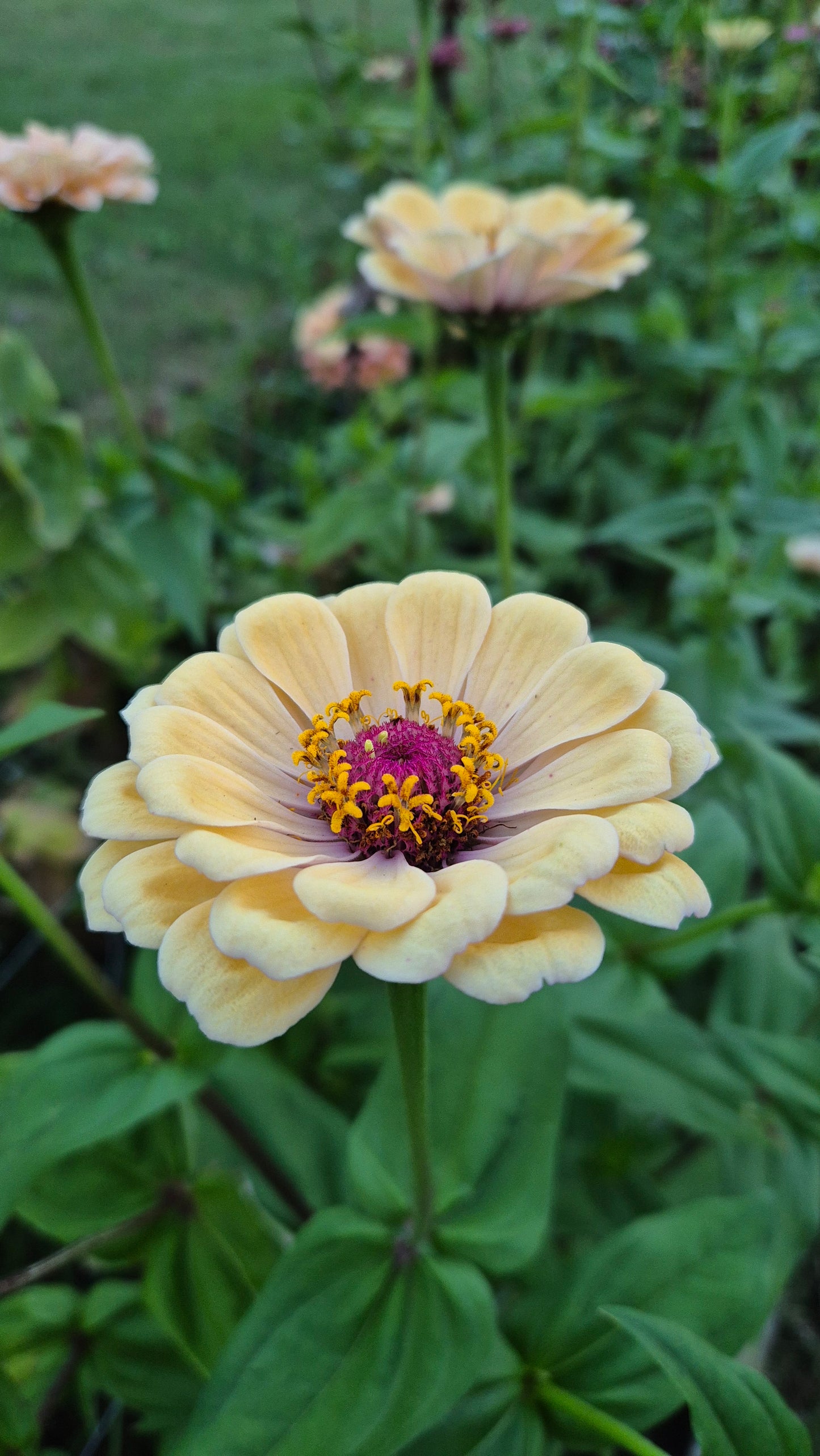Zinnia Large flowered
