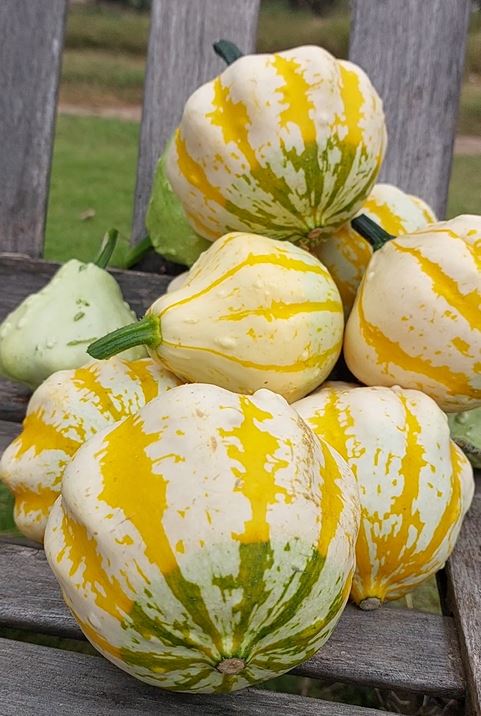Ornamental Gourds