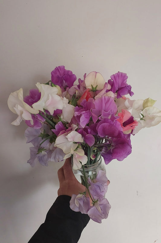 Sweet Pea Garden Mix