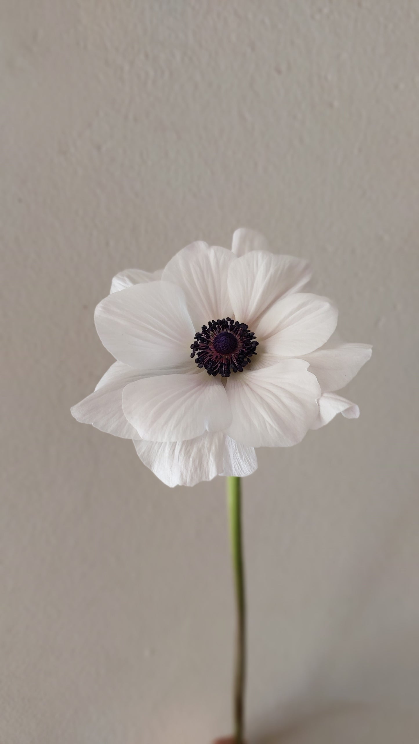 Anemone Panda