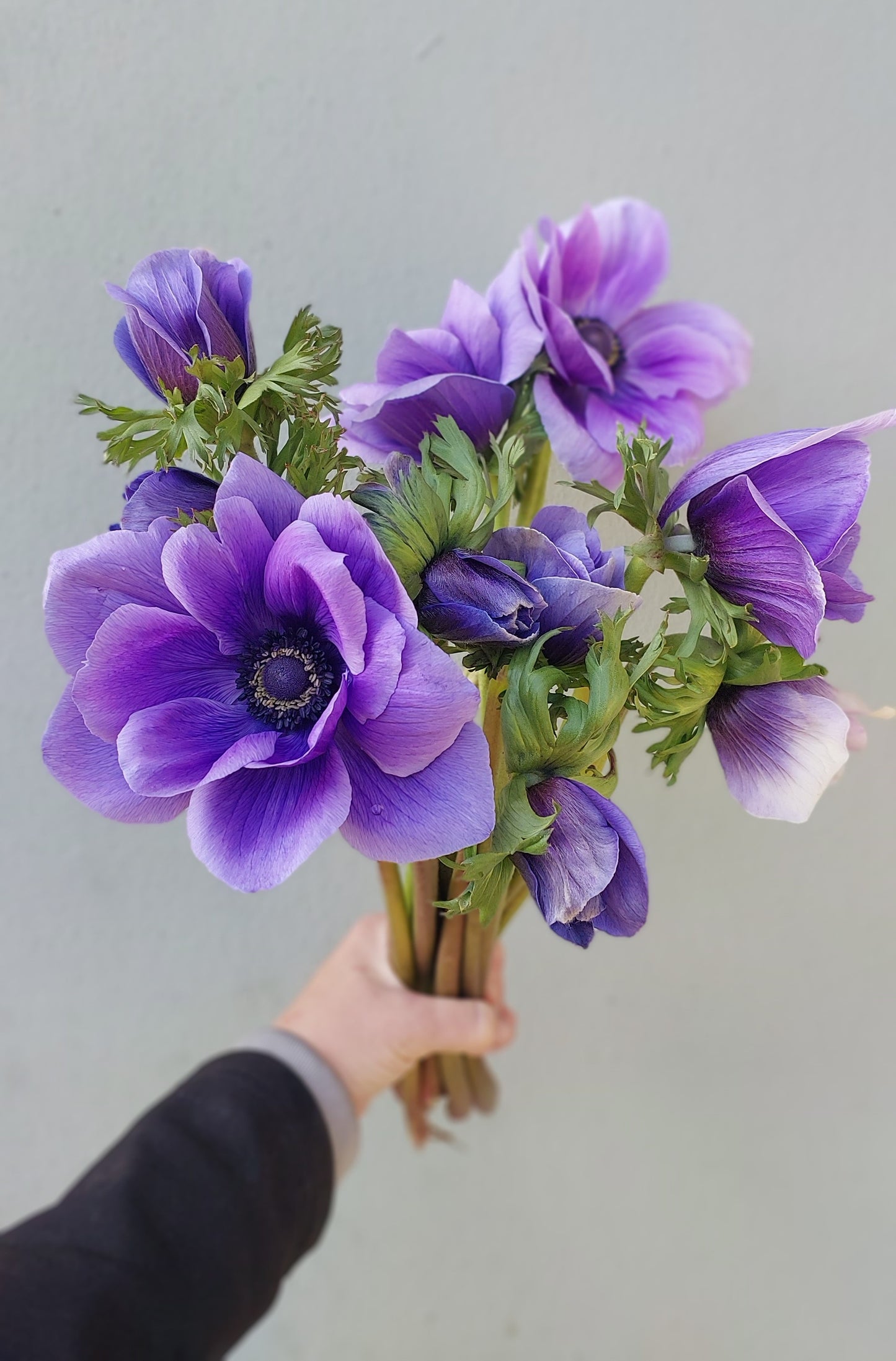 Anemone Azzuro