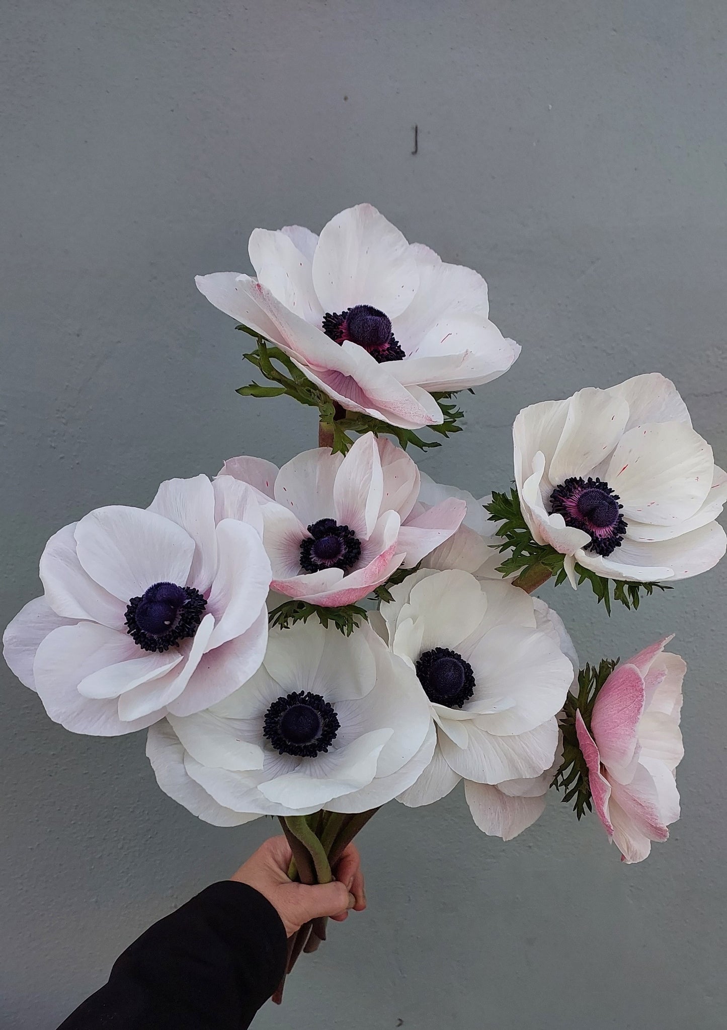 Anemone Panda