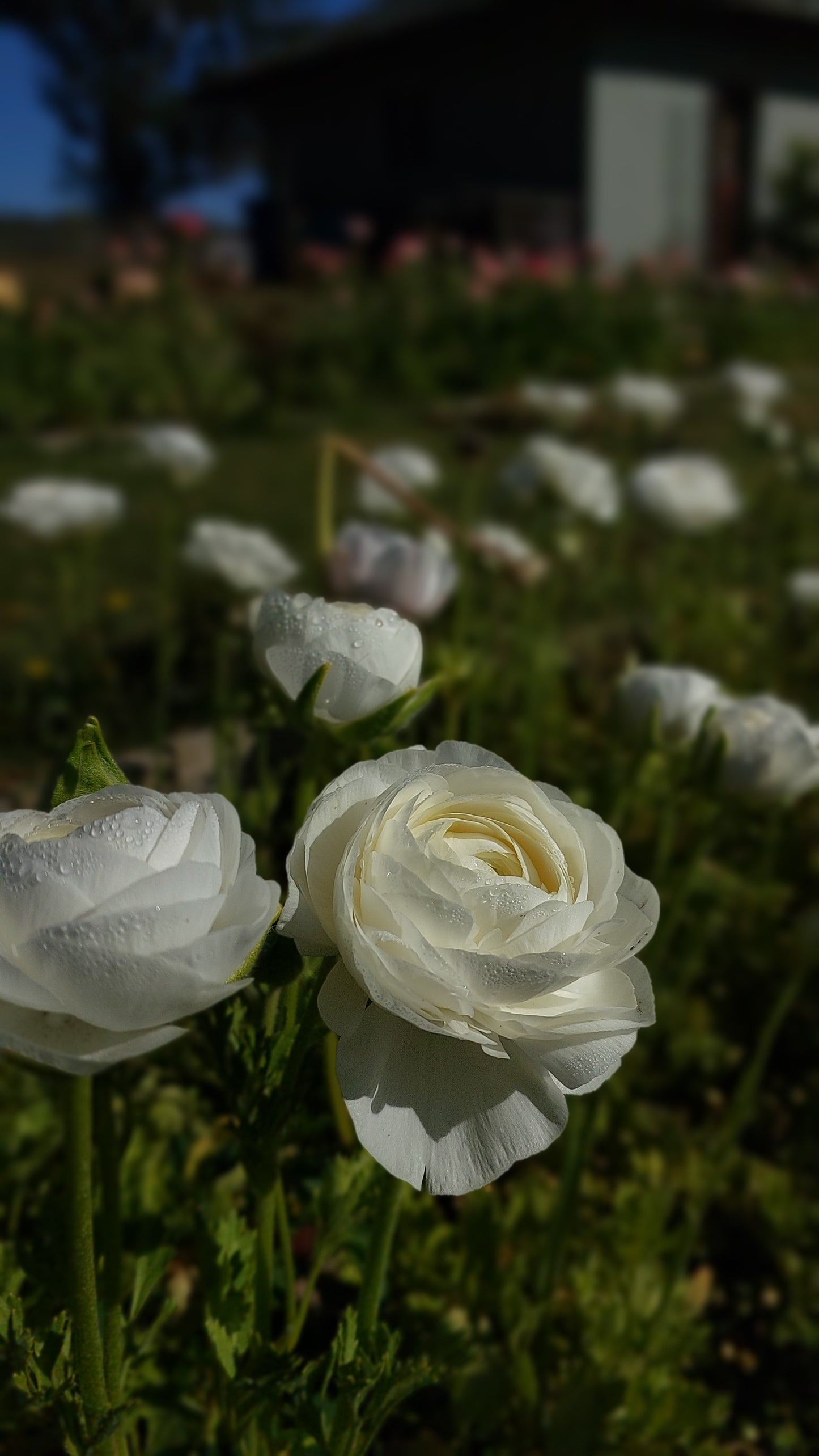 Ranunculus Bianco