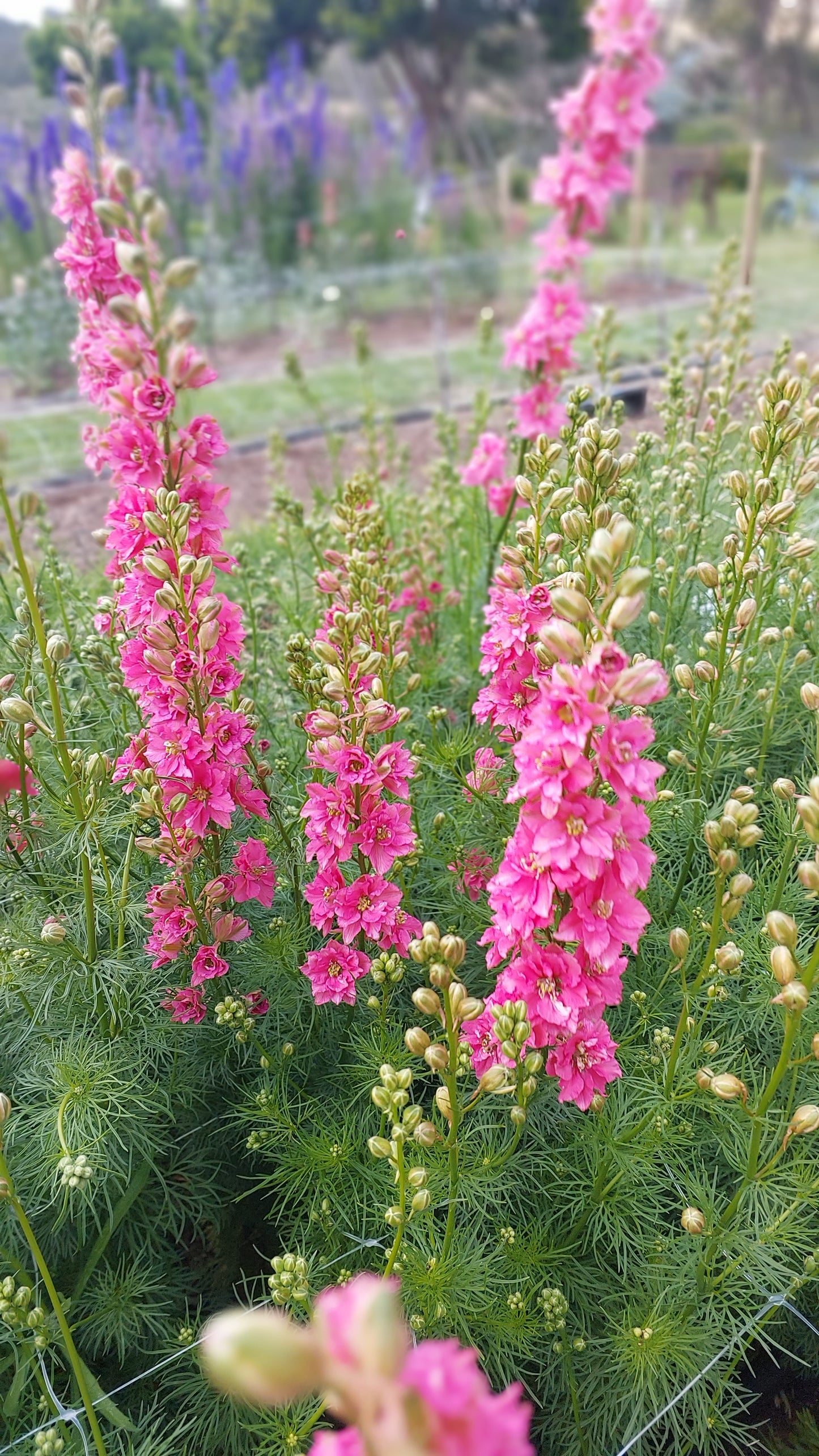 Larkspur Salmon