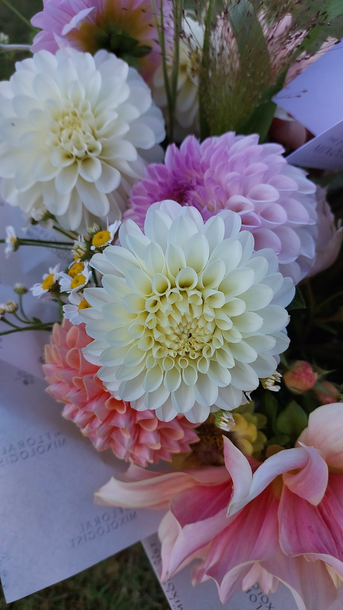 Dahlia "White Trophy"