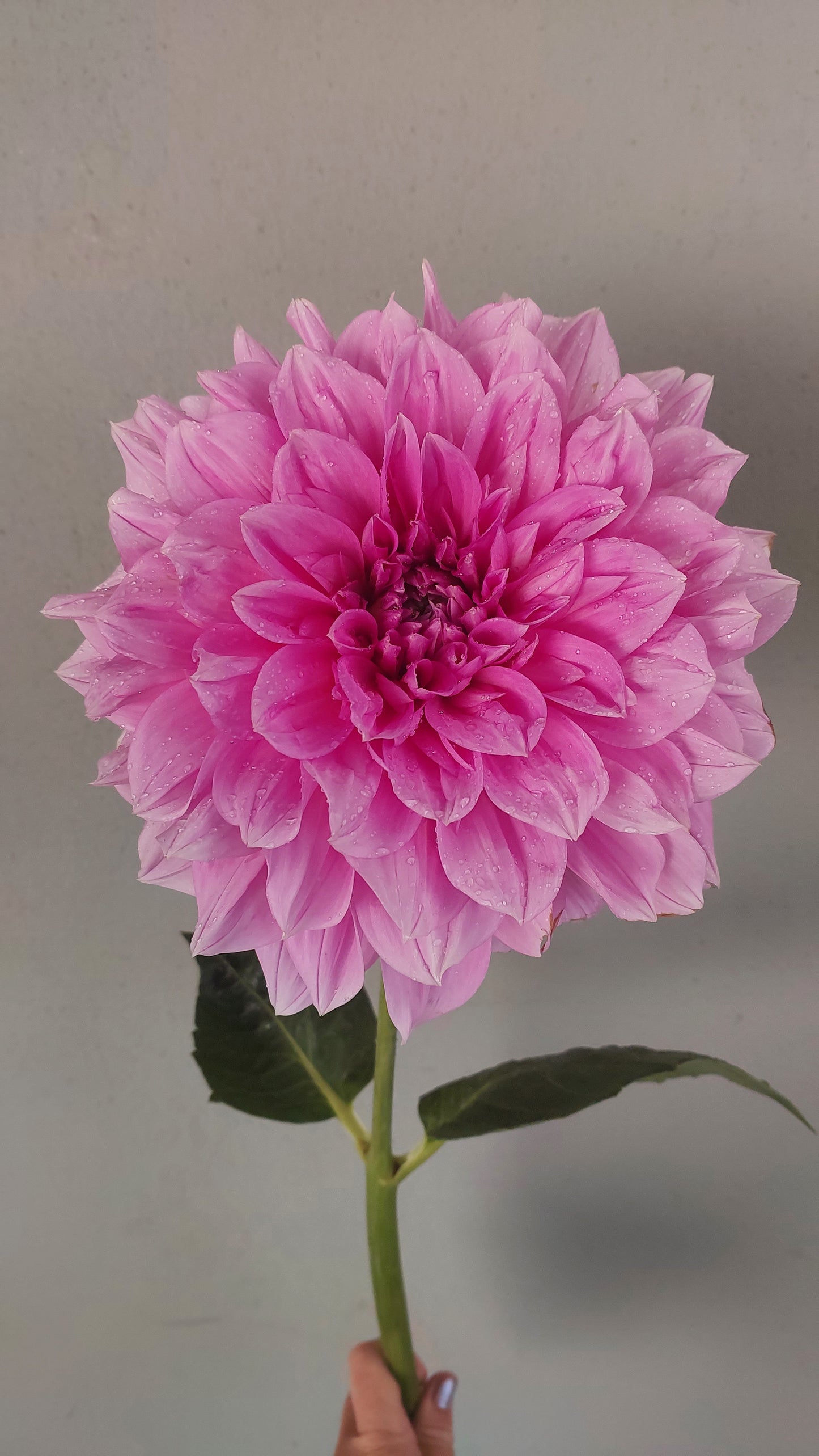 Dahlia "Lavender Perfection"