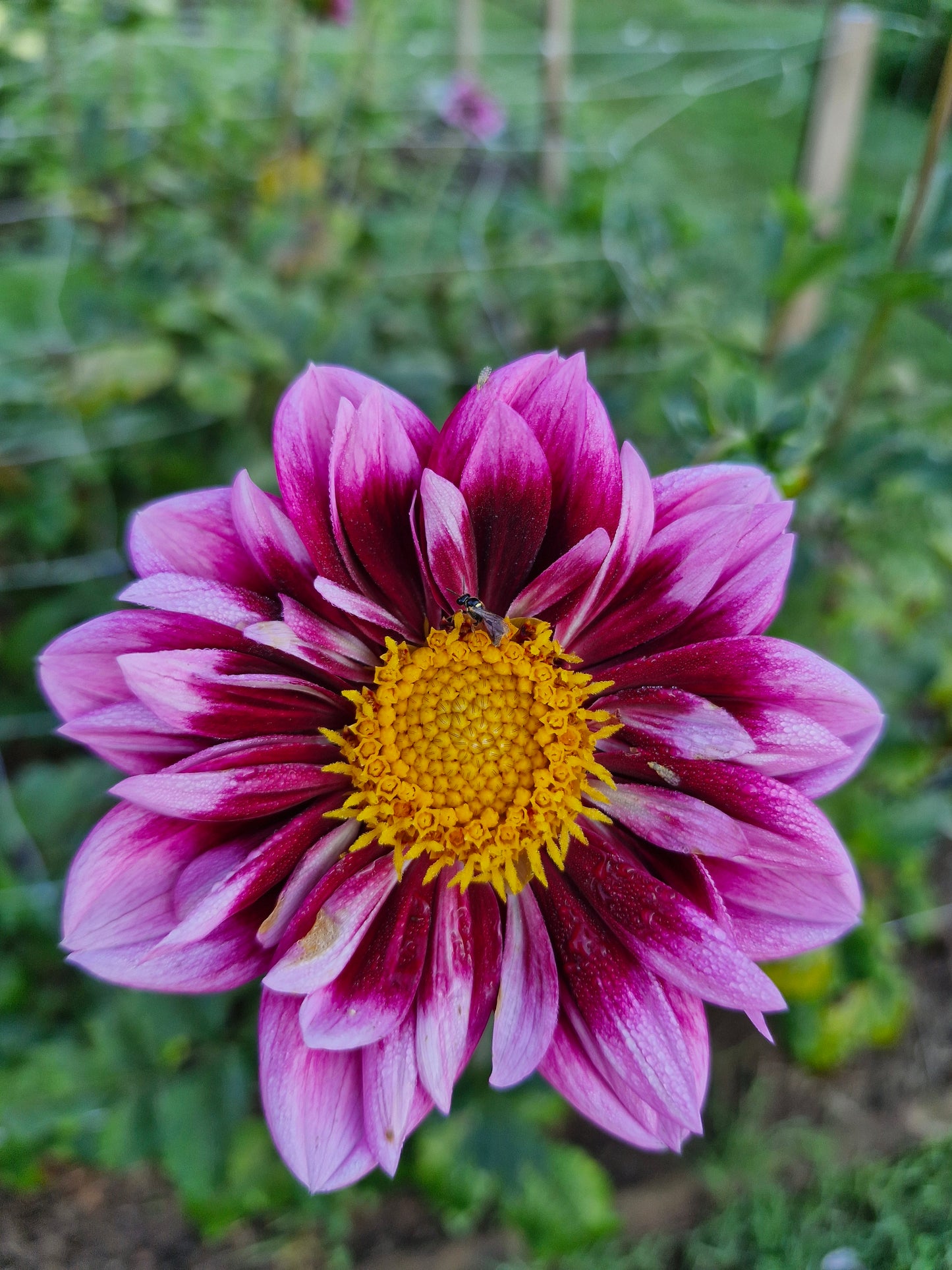Dahlia "Liquid Desire"