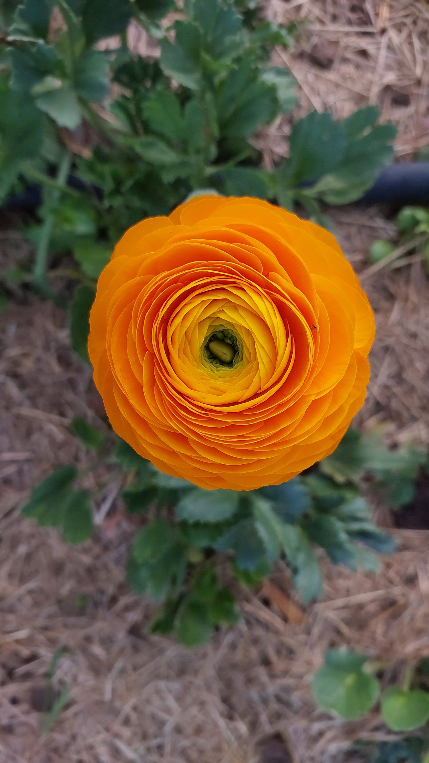 Ranunculus Giallo