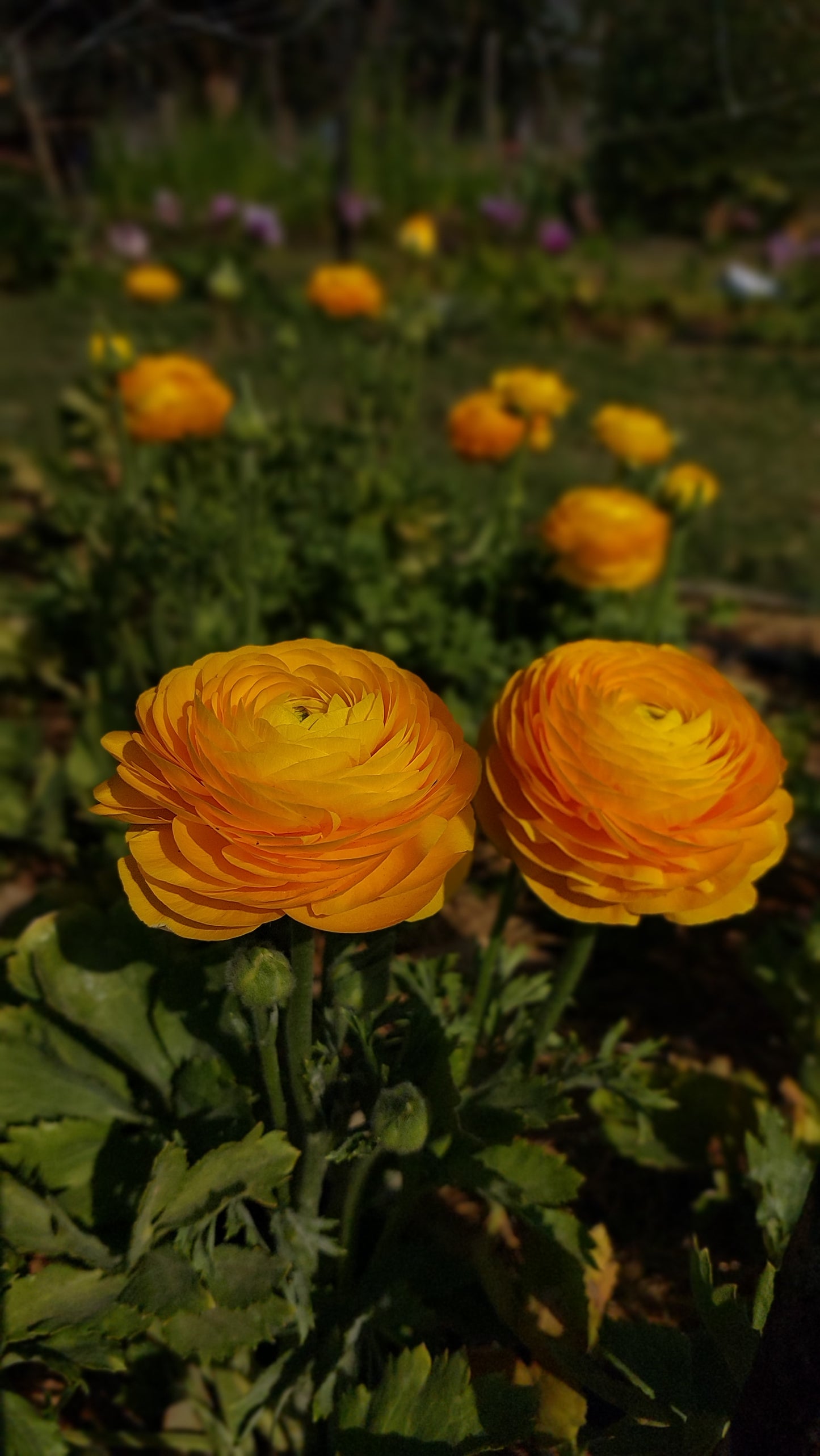 Ranunculus Giallo