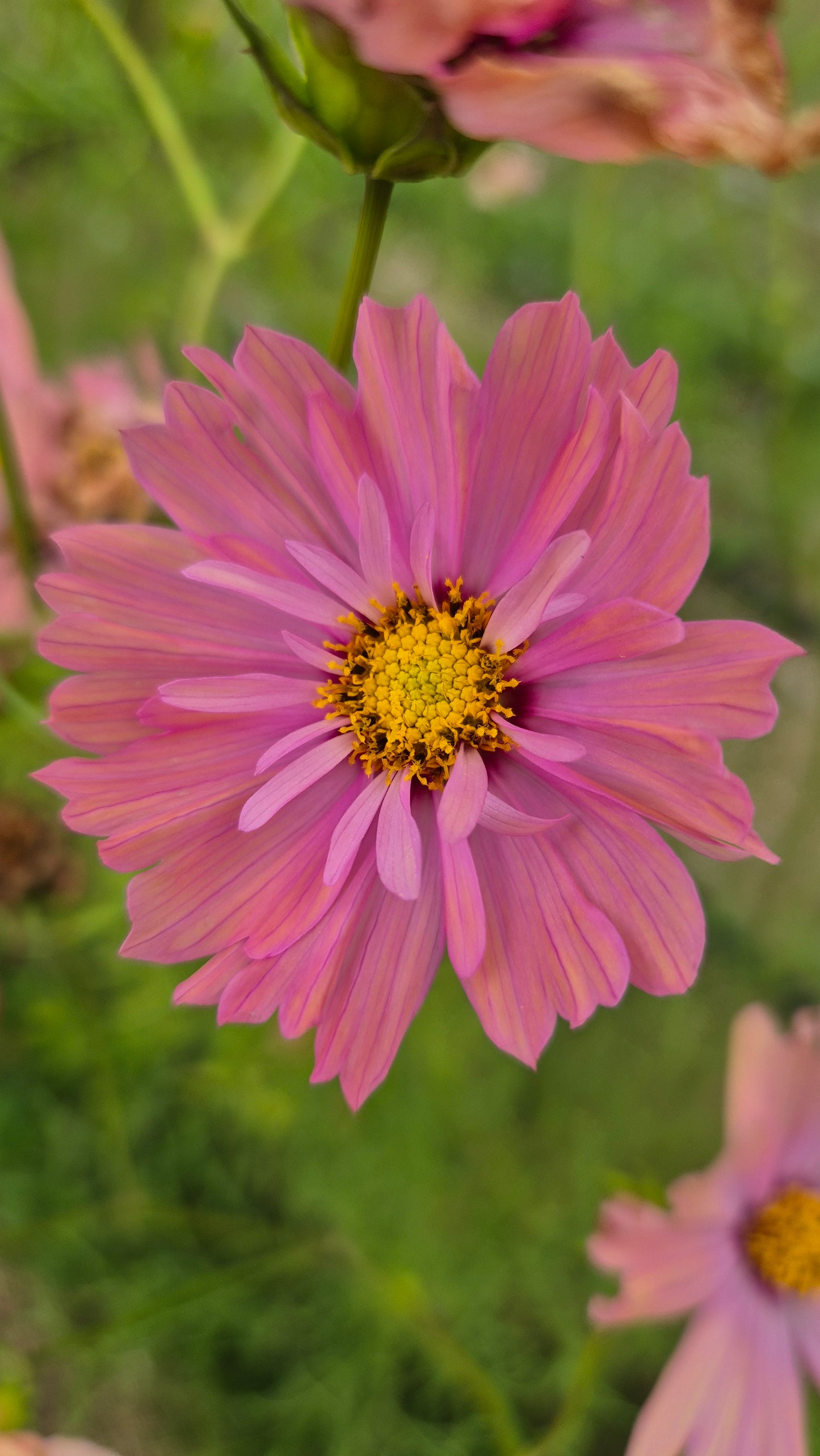 Cosmos Apricotta
