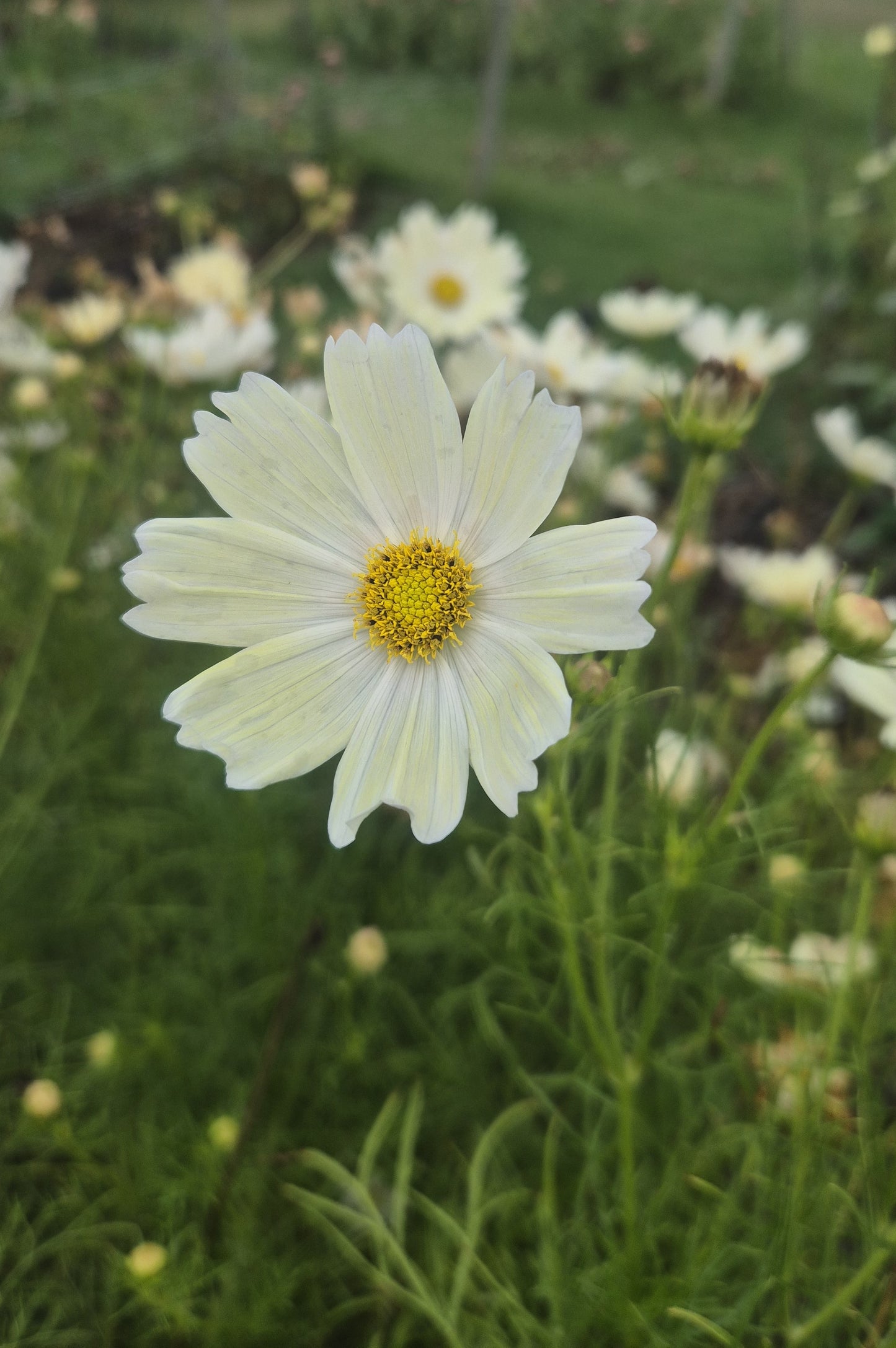 Cosmos Limelight