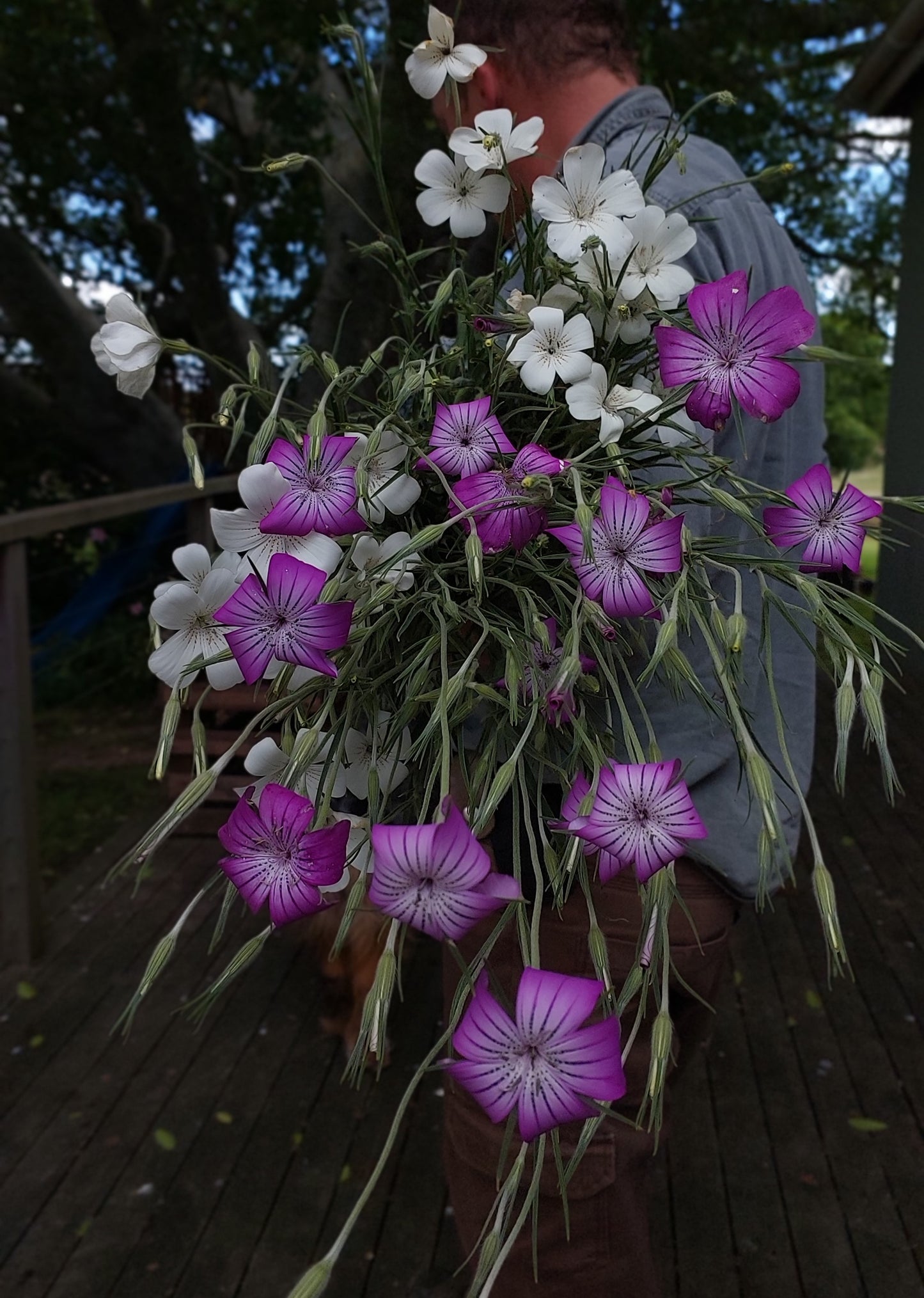 Agrostemma Purple