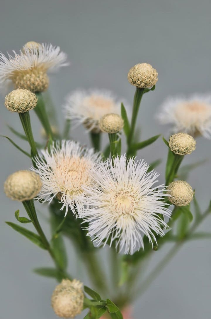 Centaurea "Aloha Blanca"