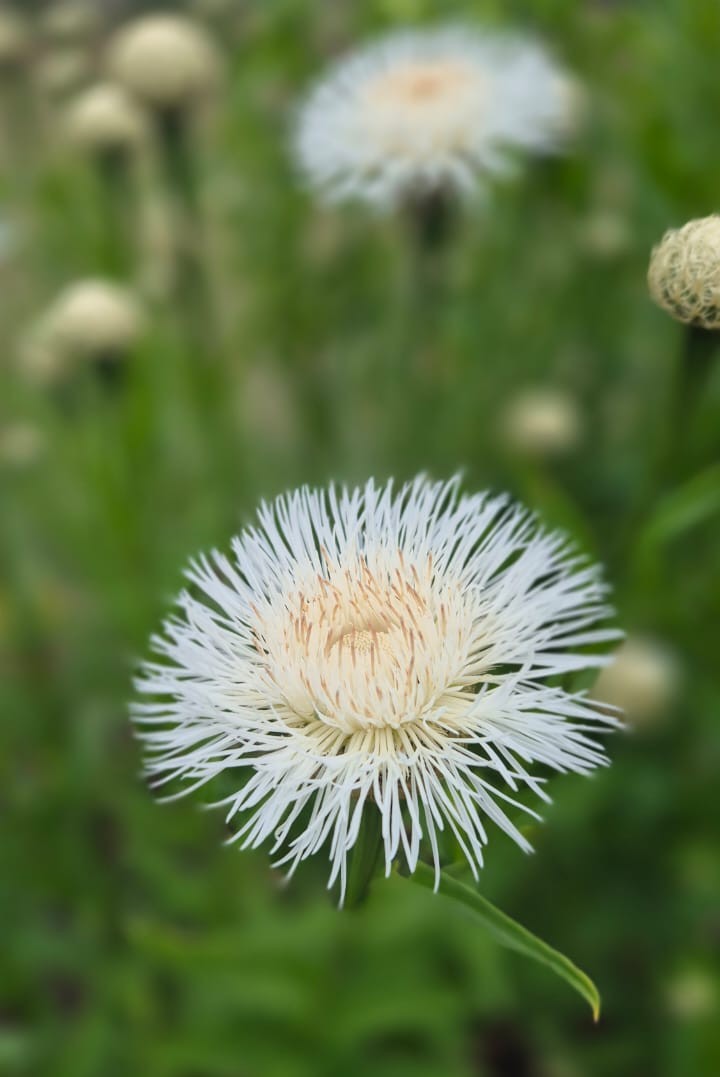 Centaurea "Aloha Blanca"