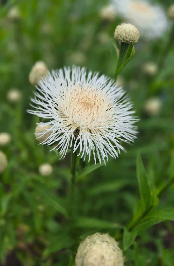 Centaurea "Aloha Blanca"