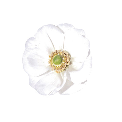 Anemone Bianco