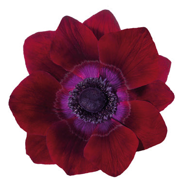 Anemone Bordeaux