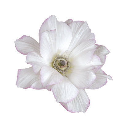 Anemone Edge Bianco