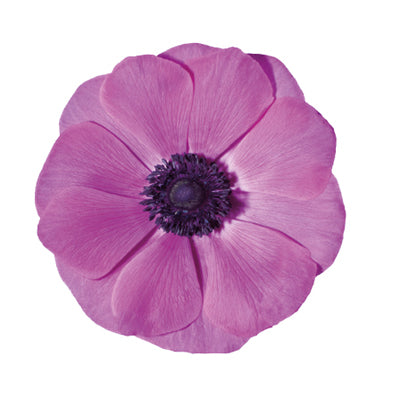 Anemone Fuscia