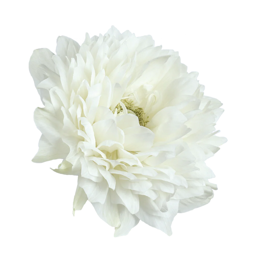 Anemone Levante Bianco