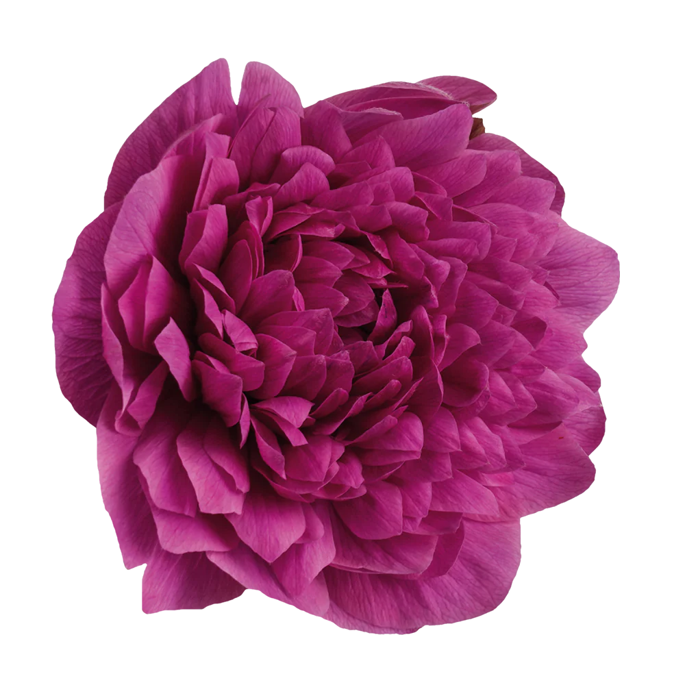Anemone Levante Fucsia