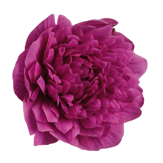 Anemone Levante Fucsia