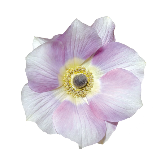 Anemone Mistral Pale