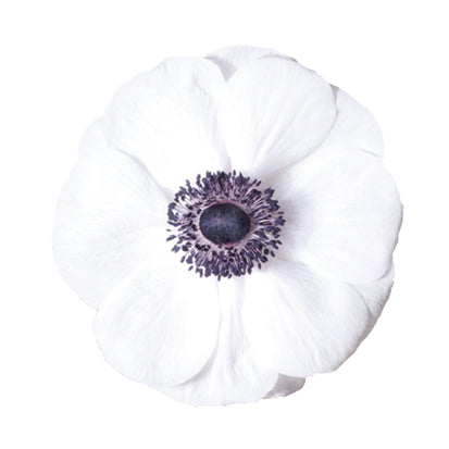 Anemone Panda