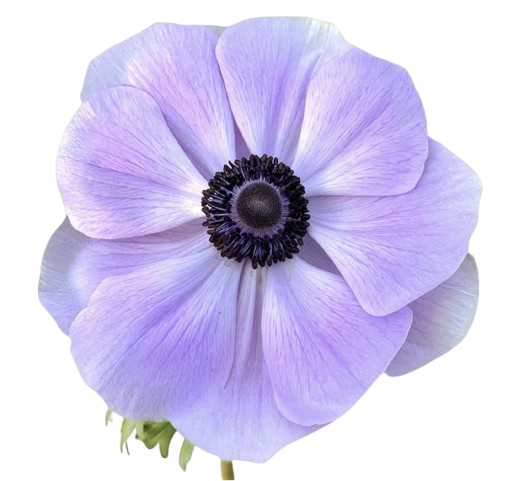 Anemone Azzuro