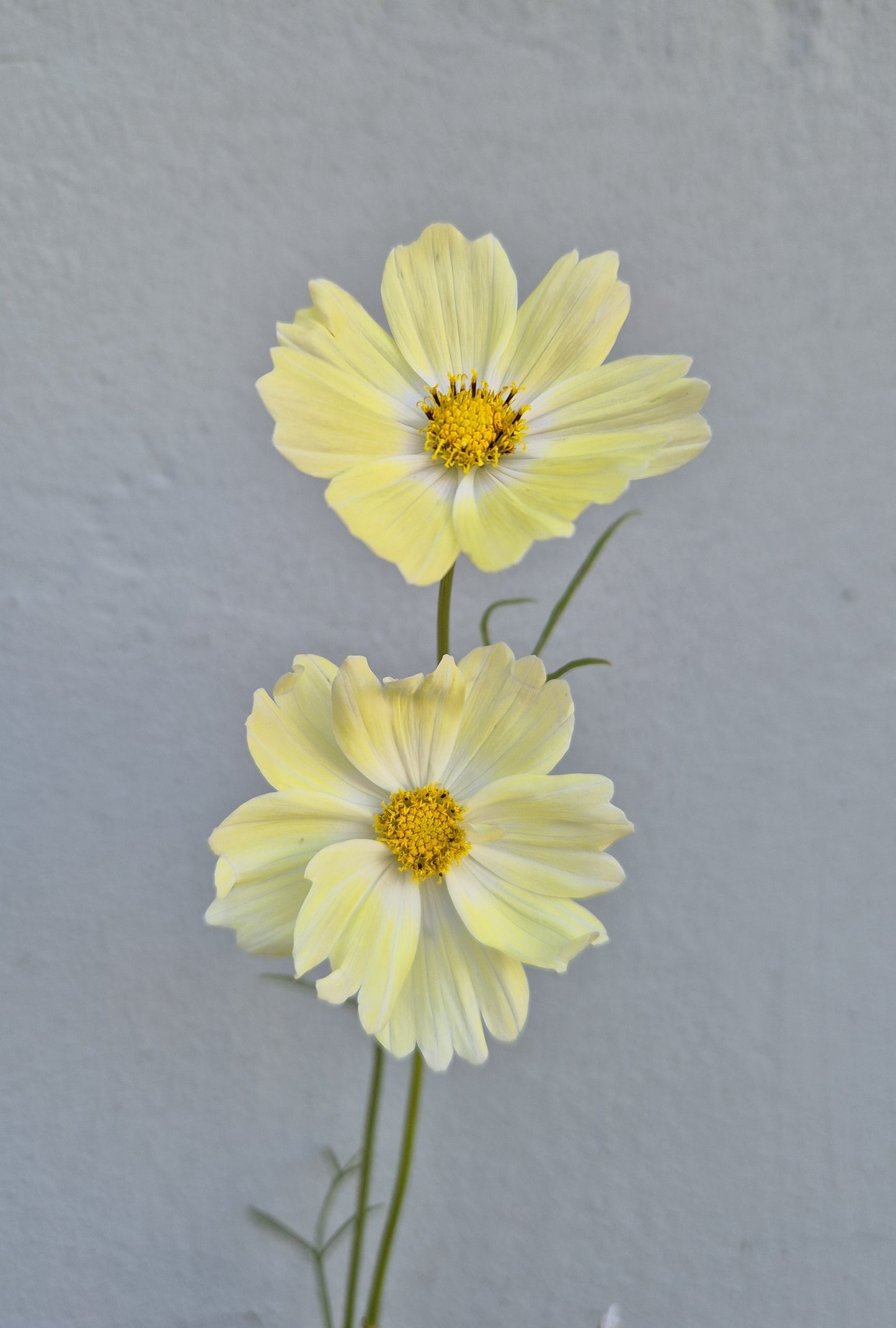 Cosmos Limelight