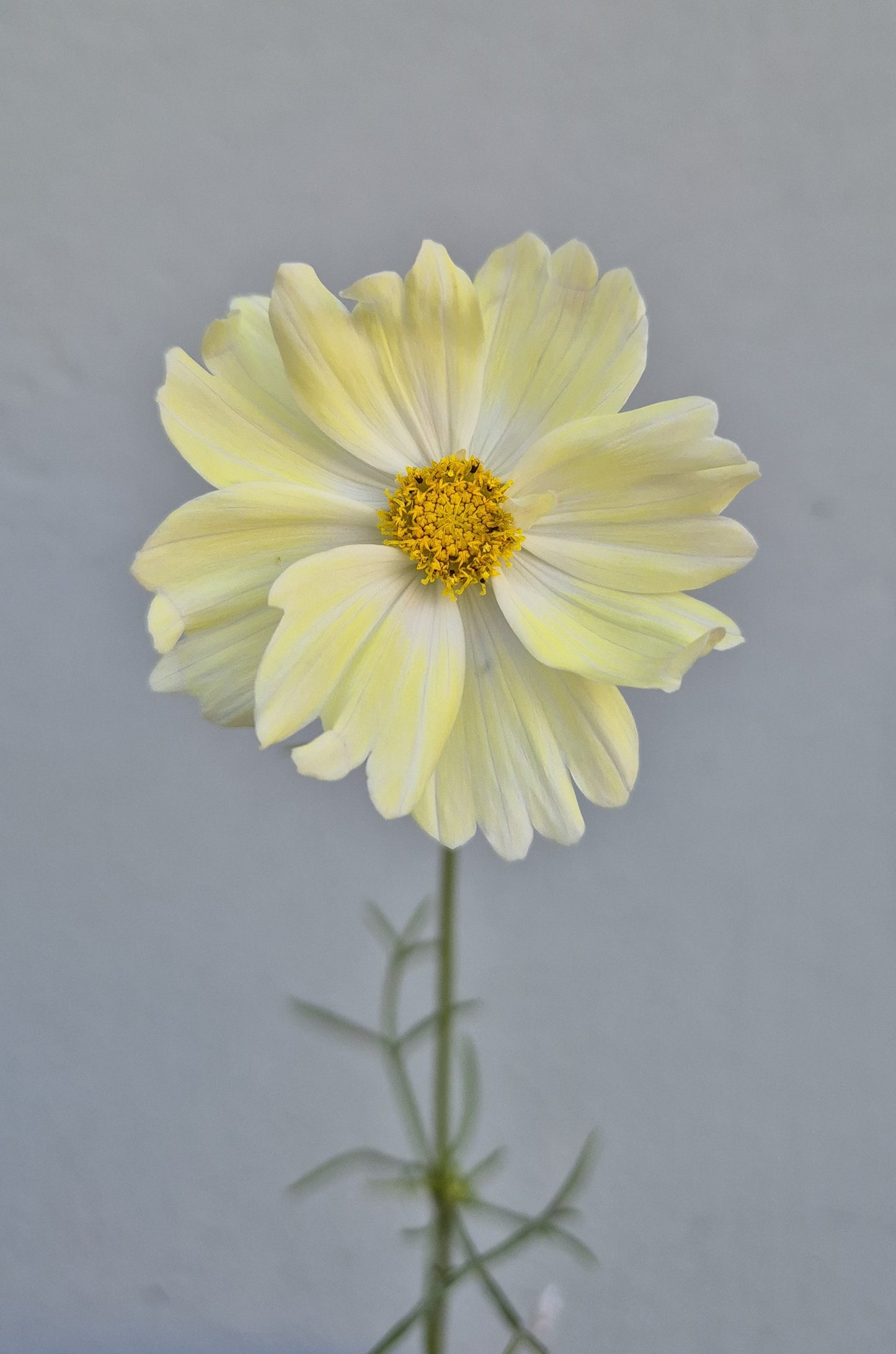 Cosmos Limelight