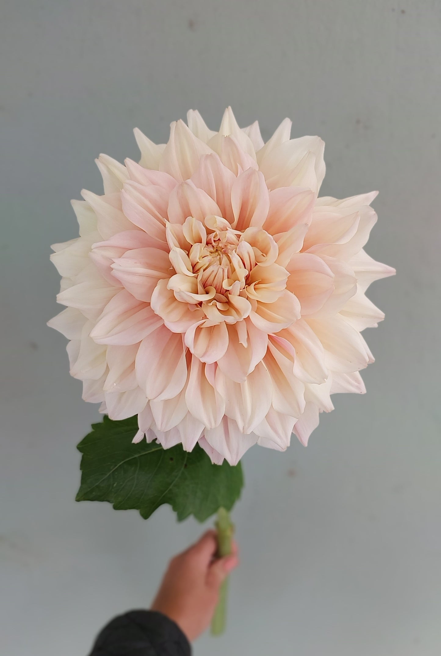 Dahlia "Breakout"