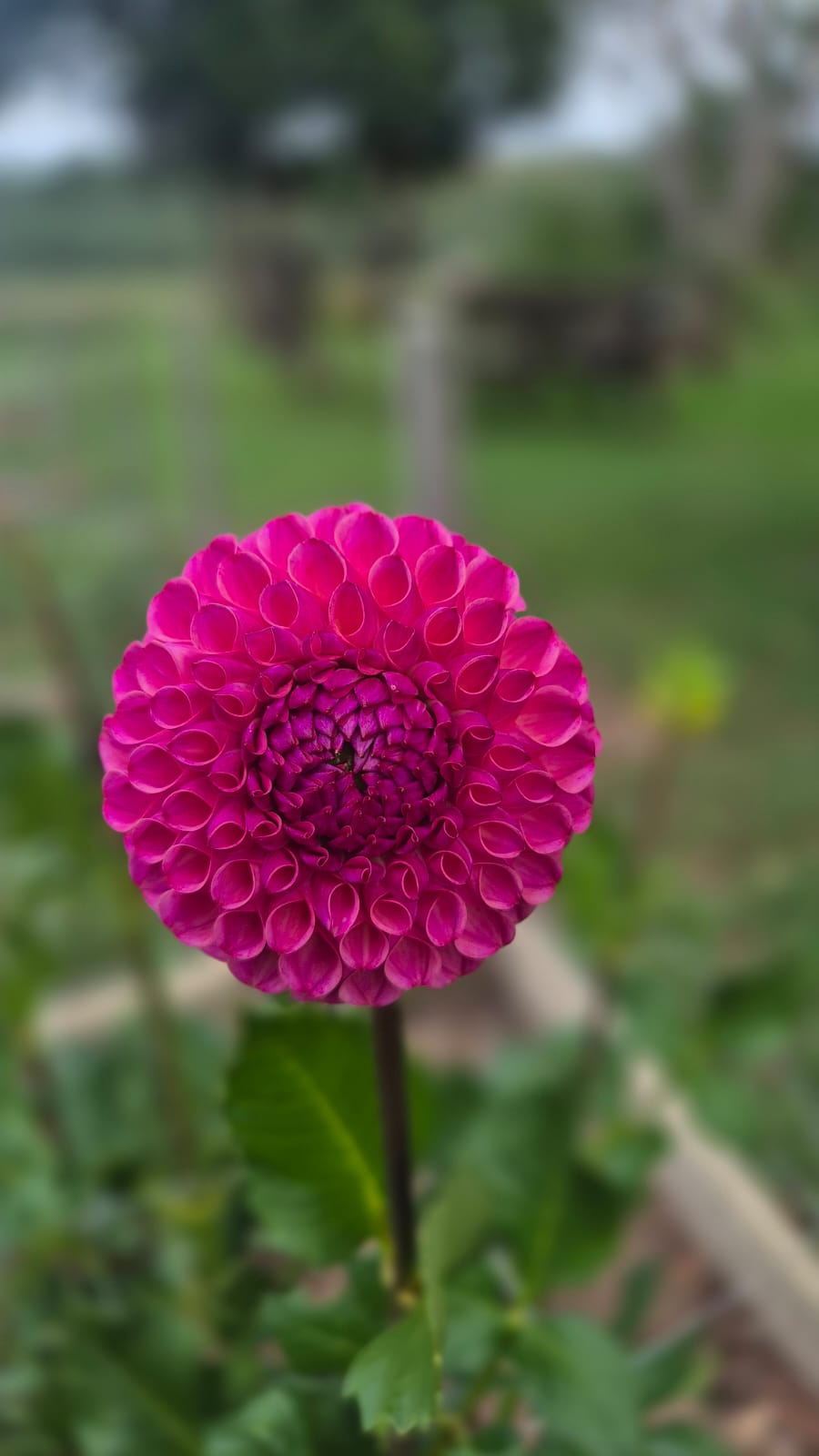 Dahlia "Caitlin's Joy"