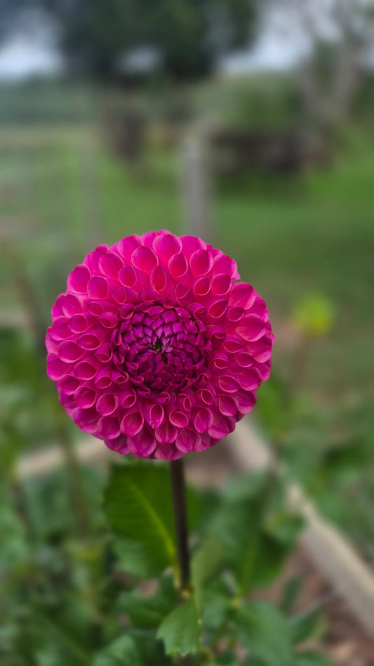 Dahlia "Caitlin's Joy"