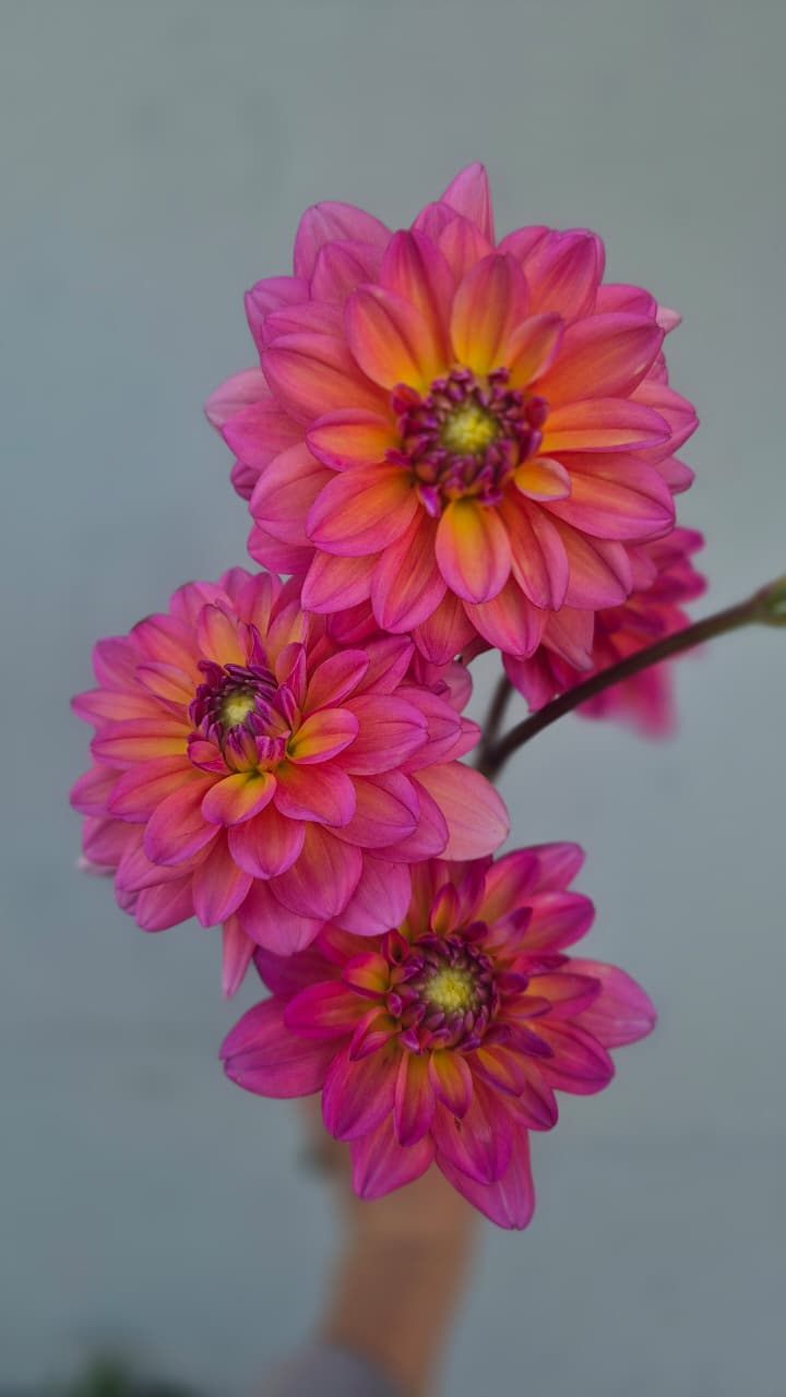 Dahlia “Great Silence"