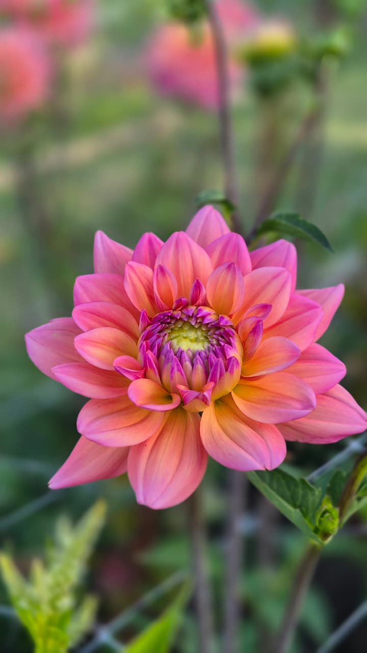 Dahlia “Great Silence"