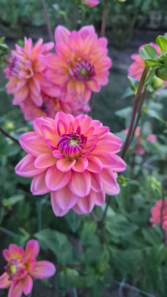 Dahlia “Great Silence"
