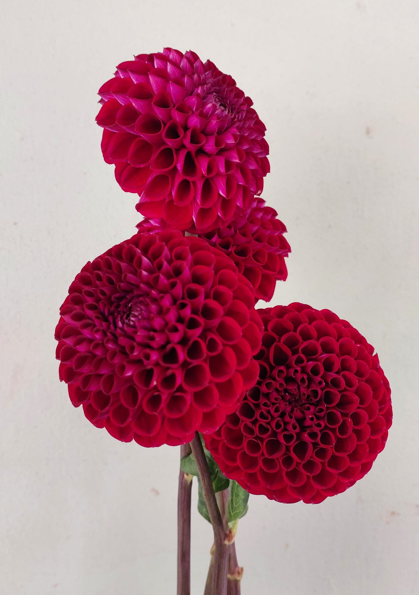 Dahlia "Ivanetti"