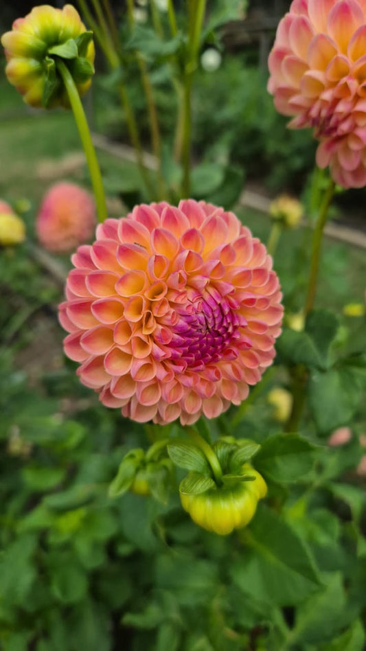 Dahlia "Jowey Nicky"
