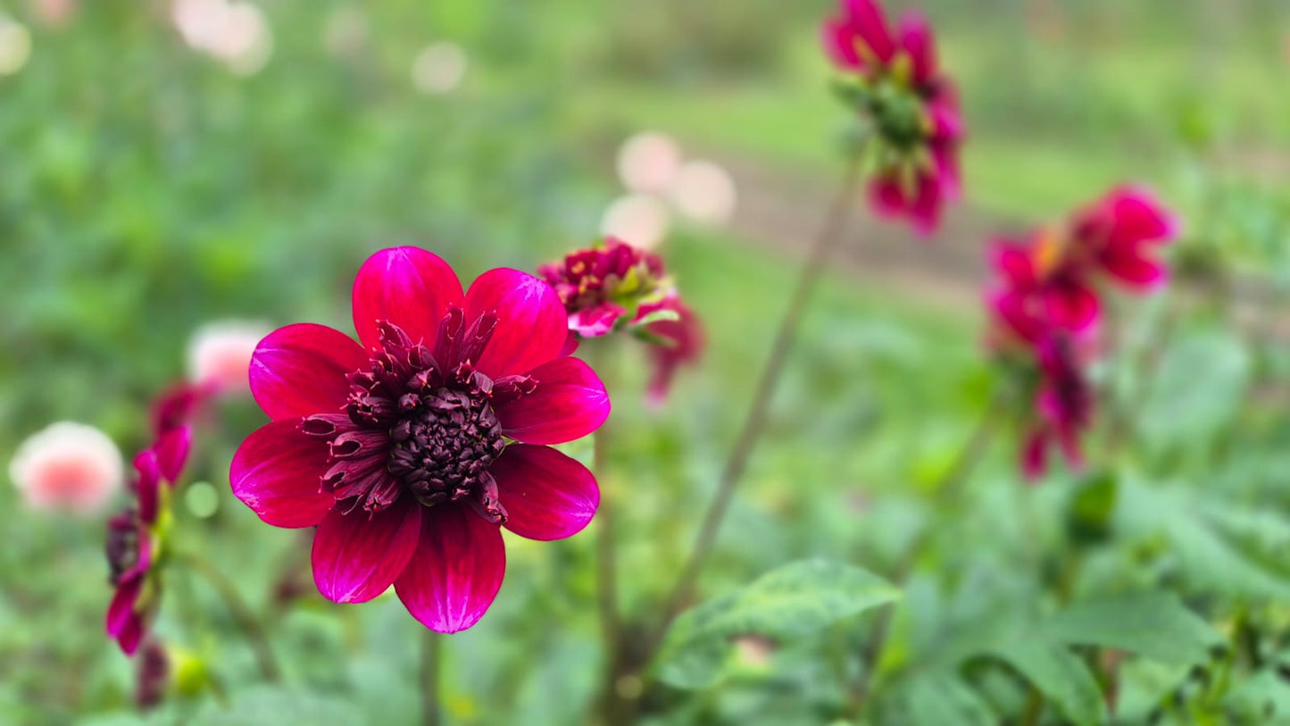 Dahlia “Rock Star"