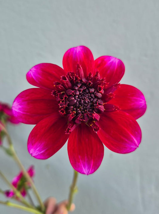 Dahlia “Rock Star"