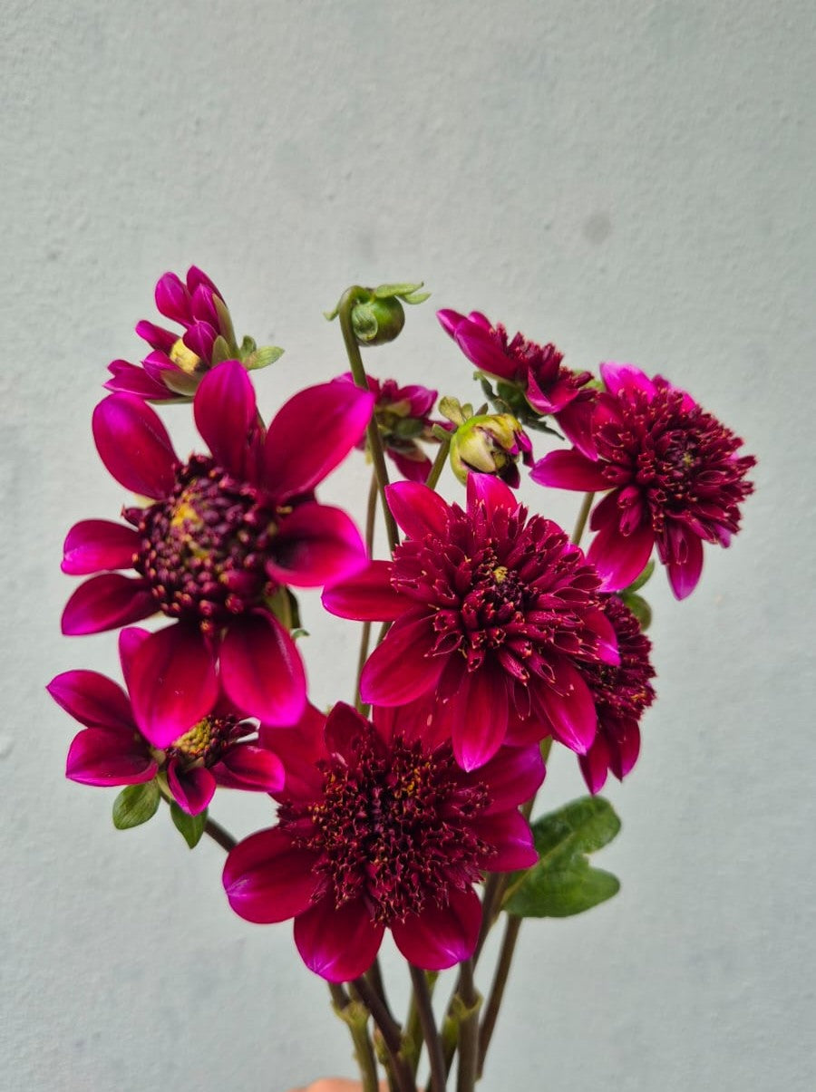 Dahlia “Rock Star"