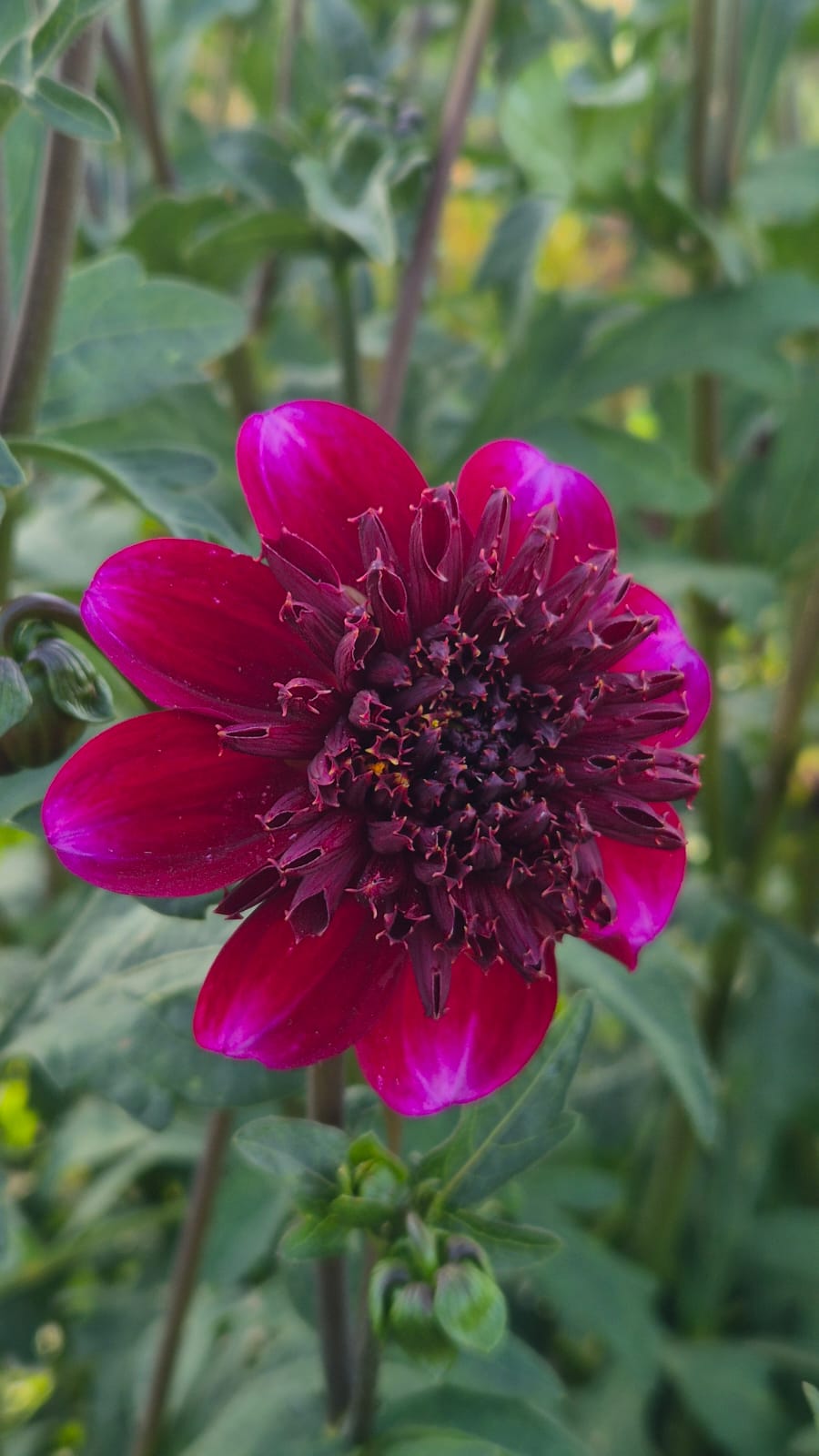 Dahlia “Rock Star"