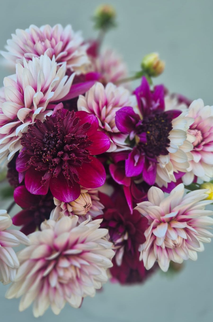 Dahlia “Rock Star"