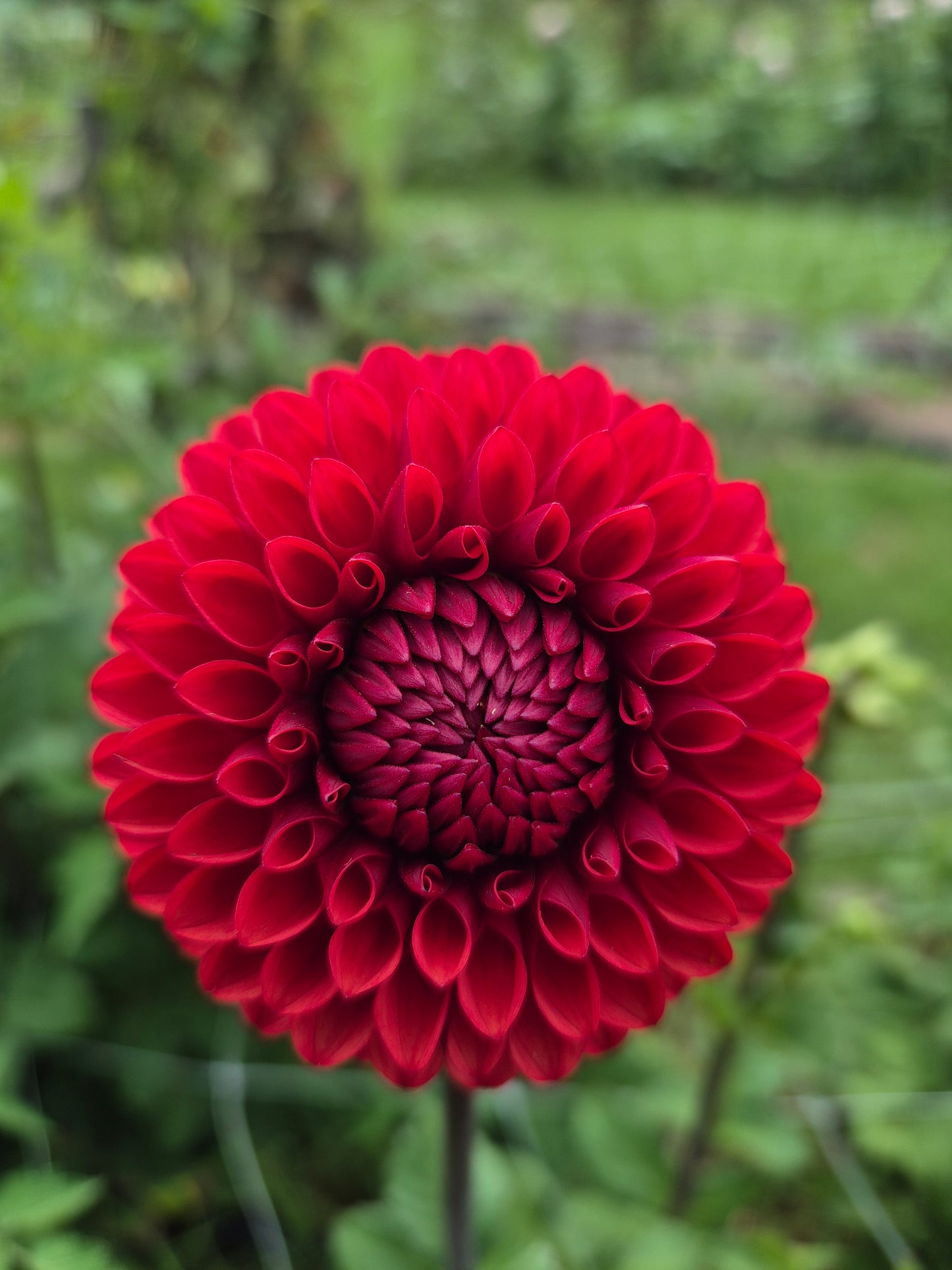 Dahlia "Brown Sugar"