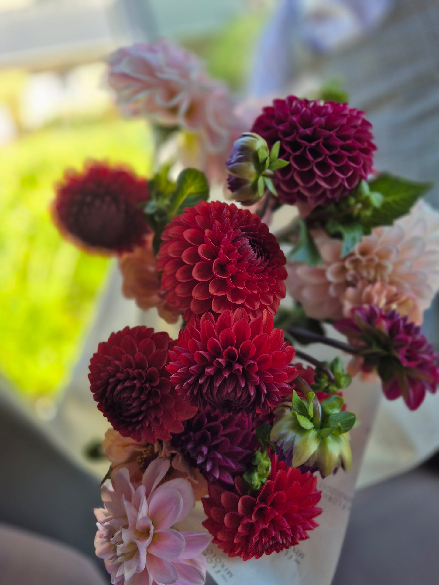 Dahlia "Brown Sugar"