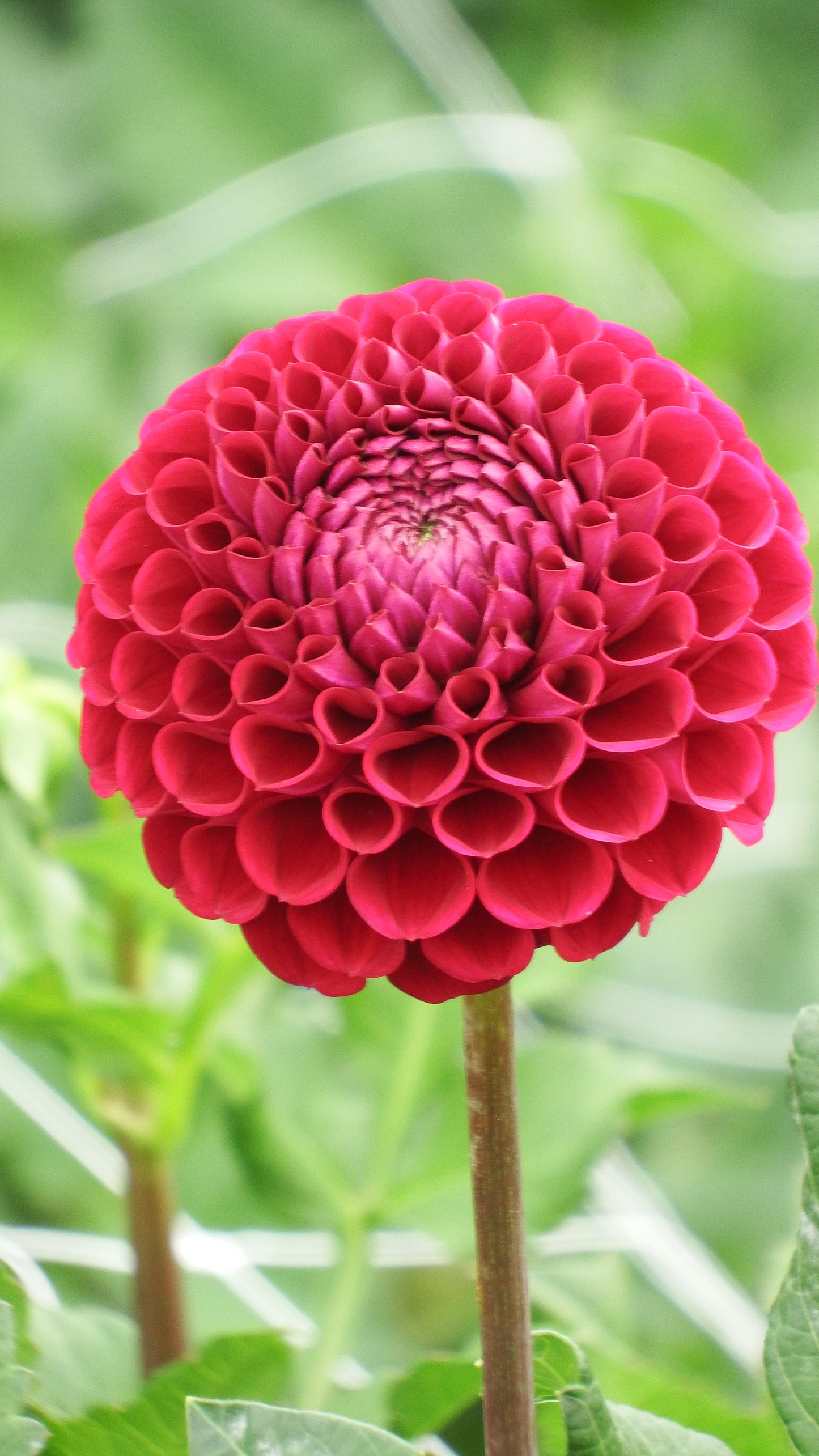 Dahlia "Cornel Red"